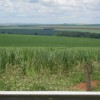 Sugar cane stretches to the horizon around Ribeirão Preto. Credit: Mario Osava/IPS