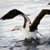 Black-browed albatross near the Beagle Channel, Argentina Credit: Creative Commons