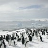 Copa Adelie colony on icebergs. Credit: Sue and Wayne Trivelpiece