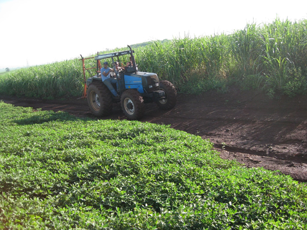 Peanut crops, in the background, fertilise the soil before sugar cane is replanted. In the foreground, sugar cane fields. Credit: Mario Osava/IPS