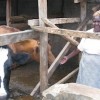 Mama Njoki with two of her dairy cows. Credit:  Isaiah Esipisu/IPS