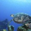 Sea turtles are among the larger animal species whose reproduction could be seriously affected.  Credit: Mauricio Ramos/IPS