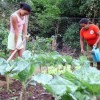 Farmers working in the Nova Conquista settlement in the state of Maranhão. Credit: Courtesy of MST