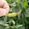 Soybean pod damaged by insects.  Credit: Maggilautaro – Creative Commons Licence