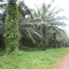 Palm oil plantations in Cameroon, belonging to France's Bolloré group. Credit: World Rainforest Movement