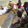 Rescuing a manatee from behind an agricultural dam. Credit:  Lucy Keith