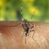 Aedes albopictus is a vector for the transmission of West Nile fever, dengue and yellow fever, among other diseases.  Credit: Public domain 