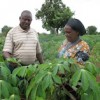 Jemima Mueni (r) and her husband Samuel Mukonza have stopped growing maize in order to concentrate on cassava. Credit: Isaiah Esipisu/IPS