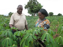 Jemima Mueni (r) and her husband Samuel Mukonza have stopped growing maize in order to concentrate on cassava. Credit: Isaiah Esipisu/IPS
