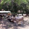 Cattle in Mexico  Credit: Courtesy of Central Campesina Cardenista