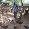 Poultry keeping in Eastern Province has thrived and hundreds of residents now earn their living from this, like Gabriel Mbatha Nzomo. Credit: Isaiah Esipisu/IPS