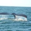 Caudal fin of a southern right whale near Valdés Peninsula, Argentina.  Credit: Dr. Haus - Creative Commons license