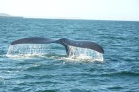 Caudal fin of a southern right whale near Valdés Peninsula, Argentina. Credit: Dr. Haus - Creative Commons license Caudal fin of a southern right whale near Valdés Peninsula, Argentina. Credit: Dr. Haus - Creative Commons license