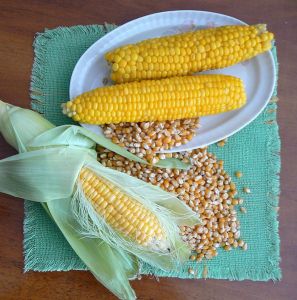 Maize is the preferred staple food for nearly one billion people. Credit: Vassia Atanassova/GNU License
