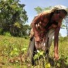 Woman works in family garden next to forest in village of Pillumallai in eastern Sri Lanka. Credit: Amantha Perera/IPS 
