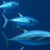 Tuna poaching is an estimated nine-billion-dollar a year enterprise. Credit: NOAA