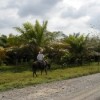 Private African oil palm plantation in collectively-owned territory in Llano Rico, northwest Colombia. Credit: Constanza Vieira/IPS