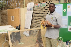 Nelson Haulamba, a young farmer with the Boschveld Chicken, a cross of three indigenous chicken breeds in Africa. Credit: Marianne Pretorius/IPS Nelson Haulamba, a young farmer with the Boschveld Chicken, a cross of three indigenous chicken breeds in Africa. Credit: Marianne Pretorius/IPS