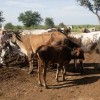 The cooperative plans to have 100 head of cattle in the medium term.  Credit: Jorge Luis Baños/IPS