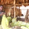 James Kupinda from central Malawi has been growing tobacco since 1991.  Credit: Claire Ngozo/IPS