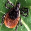 Adult deer tick. Credit: Scott Bauer/Agri.Research Service, USDA