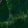 Deforestation in Amazonia, seen from satellite. The roads in the forest follow a ypical "fishbone" pattern. Credit: NASA