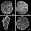 One affected species, foraminifera, play a crucial role in the sequestration, or storage, of carbon in the deep ocean. Credit: U.S. Geological Survey