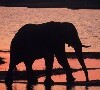 An elephant in Chobe National Park, northern Botswana. (Photo: Henner Frankenfeld) Credit: PictureNET Africa