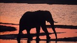 An elephant in Chobe National Park, northern Botswana. (Photo: Henner Frankenfeld) Credit: PictureNET Africa An elephant in Chobe National Park, northern Botswana. (Photo: Henner Frankenfeld) Credit: PictureNET Africa
