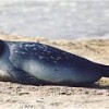 The Caspian seal population has shrunk by 90 percent over the last 100 years due to hunting and habitat loss. Credit: Public Domain