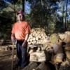 Deforestation causes soil degradation: logging in Chiapas, Mexico.  Credit: Mauricio Ramos/IPS