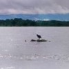 Carrion-eating bird on corpse in Atrato River, Colombia. Credit: ManuelSaldarriaga/Fundación Dos Mundos