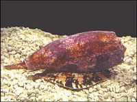 Caribbean snail (Conus geographus).  Credit: Kerry Matz