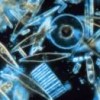 Diatoms are one type of plankton. Credit: NOAA/Neil Sullivan USC