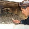 Dionicio Sarmiento, from Tinquerccasa, displays his best seed potatoes. Credit: Milagros Salazar/IPS