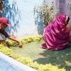 The Bhonsles tend their kitchen garden which, like their indoor latrine, is being copied by neighbours.  Credit: Nitin Jugran Bahuguna