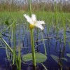 Native flora in Argentina's Esteros del Iberá wetlands. Credit: Edwin Harvey