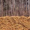 Eucalyptus plantation, the first phase in the controversial paper pulp industry.  Credit: Photo Stock