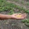 Maize kernels in the hands of a Cuban farmer Credit: Patricia Grogg/IPS