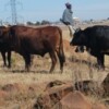 Herdboys in Lesotho are at risk to contract HIV.  Credit: Letuka Mahe/IPS