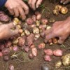Native potatoes. Credit: Milagros Salazar/IPS.