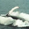 Credit: NOAA Photo Library