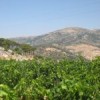 A vineyard in Jezzine. Credit: Mona Alami
