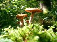 The differences between some species are imperceptible to the human eye.  Credit: Public domain