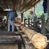 Sawmill in indigenous community of Nuevo San Juan Parangaricutiro, Michoacán, Mexico.  Credit: Courtesy of Nuevo San Juan Parangaricutiro