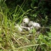 Human bones in a field outside Bogoro, in the Democratic Republic of Congo. Credit: Michael Deibert/IPS