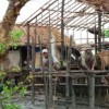 Villagers making a shelter for a house in the Poeshangyi village in the Day Da Ye township. Credit: Moe Yu May/IPS