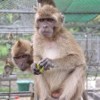 Macaque monkeys in breeding cages in Mauritius. Credit:  