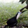 Red-billed toucan in the Amazon jungle at Tambopata, Peru.  Credit: Photo Stock