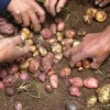 Selecting the best potatoes. Credit: Milagros Salazar/IPS